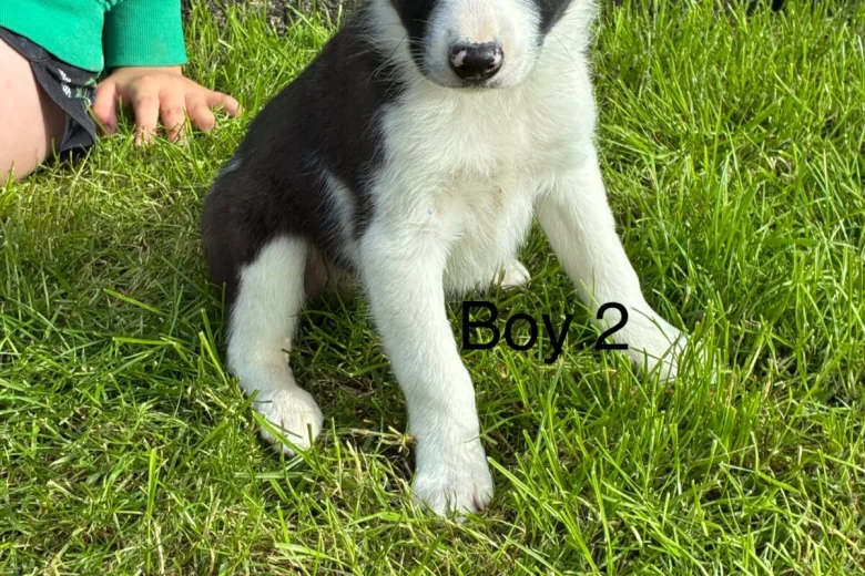 Border Collie