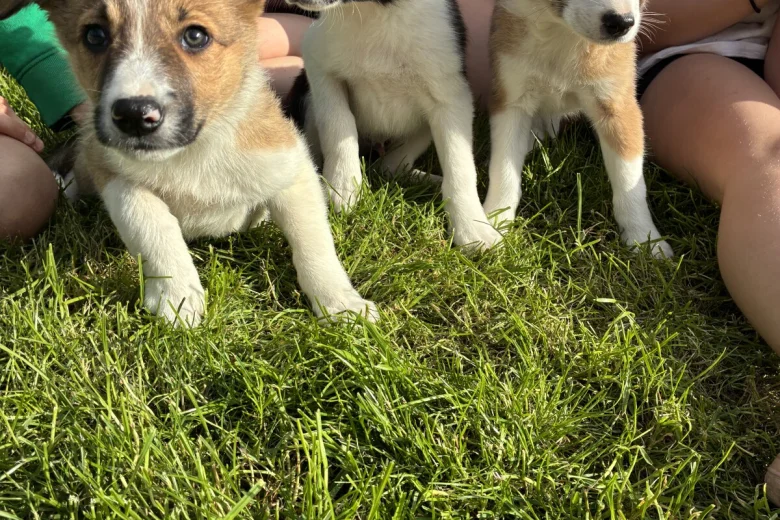 Border Collie