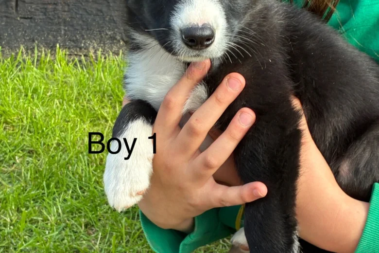Border Collie