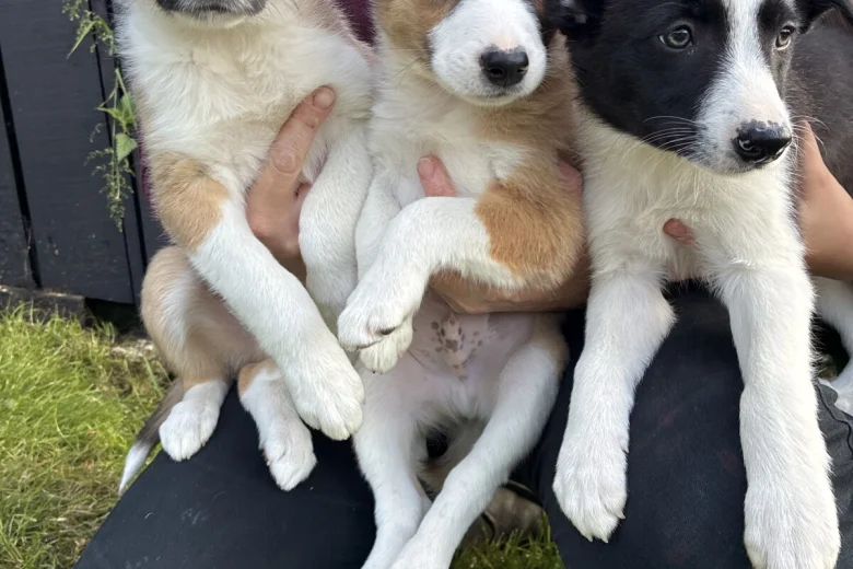 Border Collie
