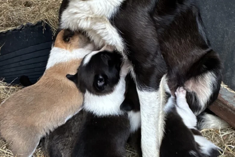 Border Collie