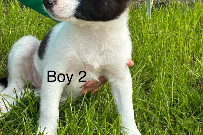 Border Collie