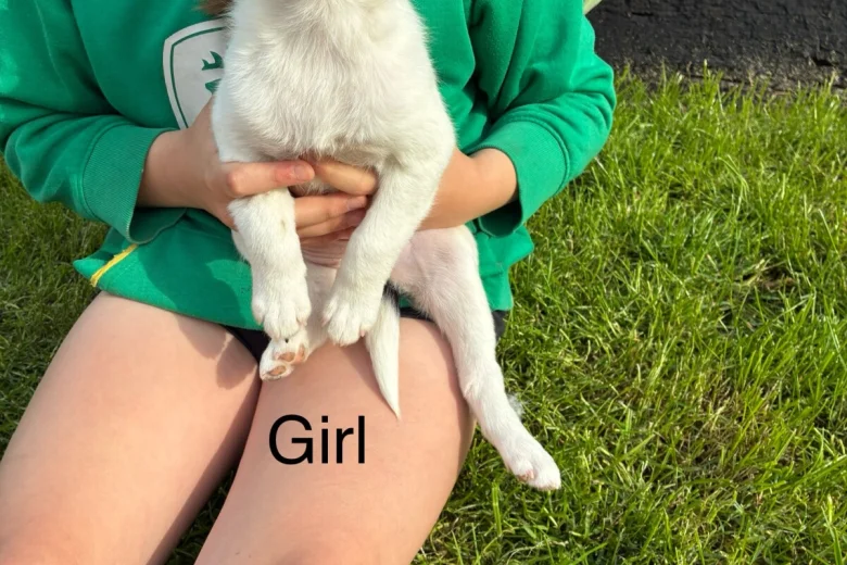 Border Collie