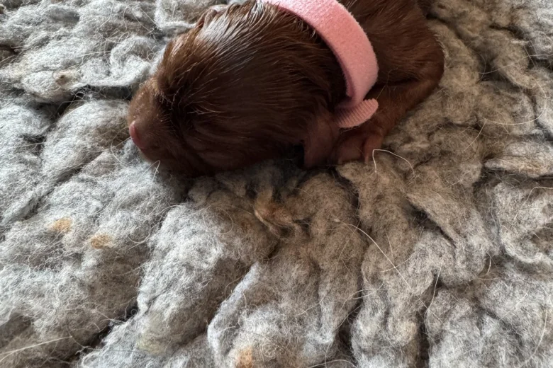 Cavalier King Charles Spaniel