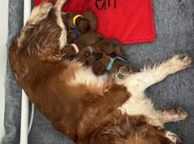 Cavalier King Charles Spaniel
