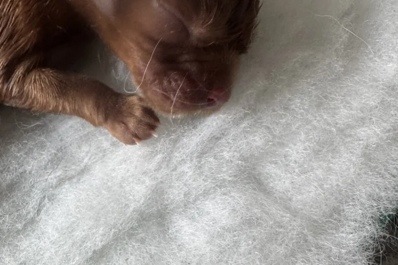 Cavalier King Charles Spaniel