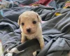 Cavapoo