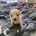 Cavapoo