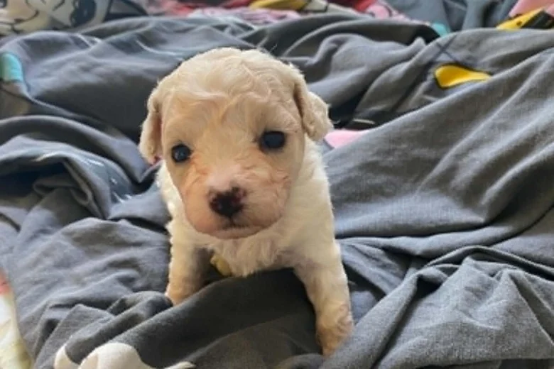 Cavapoo