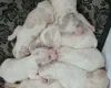 Cavapoo