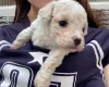 Cavapoo