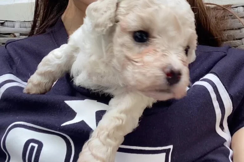 Cavapoo