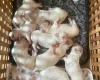 Cavapoo
