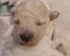 Cavapoo