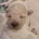 Cavapoo