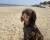 Cocker Spaniel (Show)