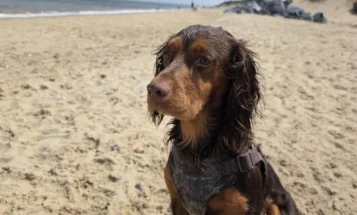 Cocker Spaniel (Show)