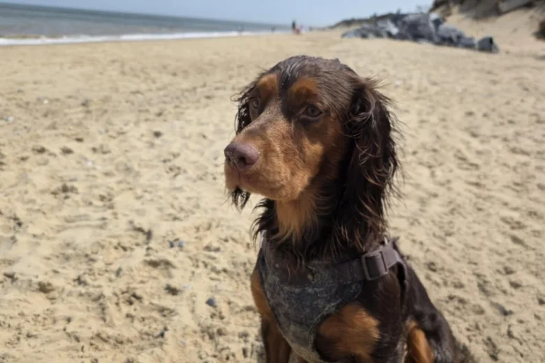 Cocker Spaniel (Show)