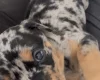 Doberman