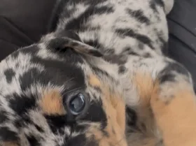 Doberman