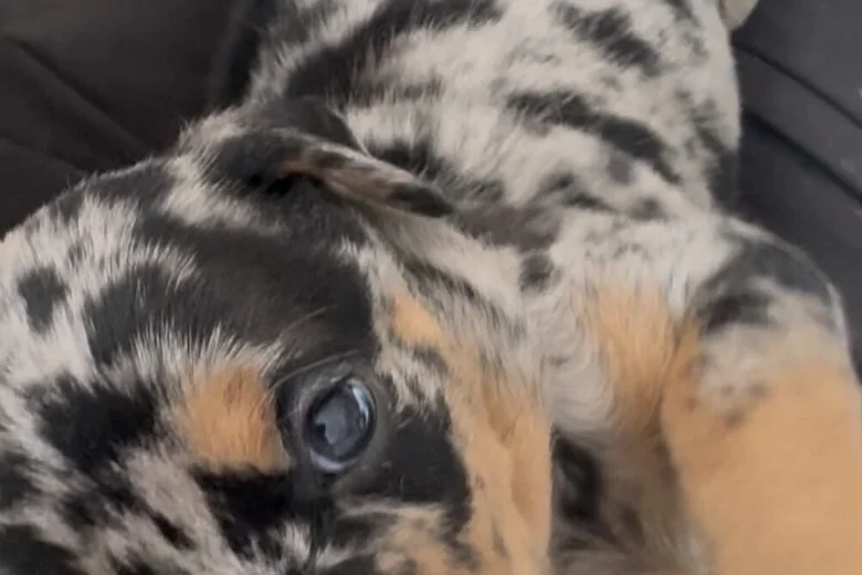 Doberman