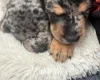 Doberman