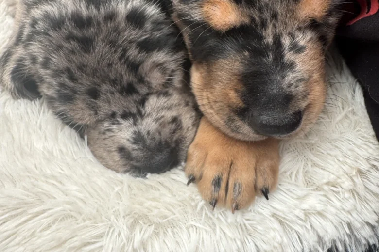 Doberman