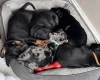 Doberman