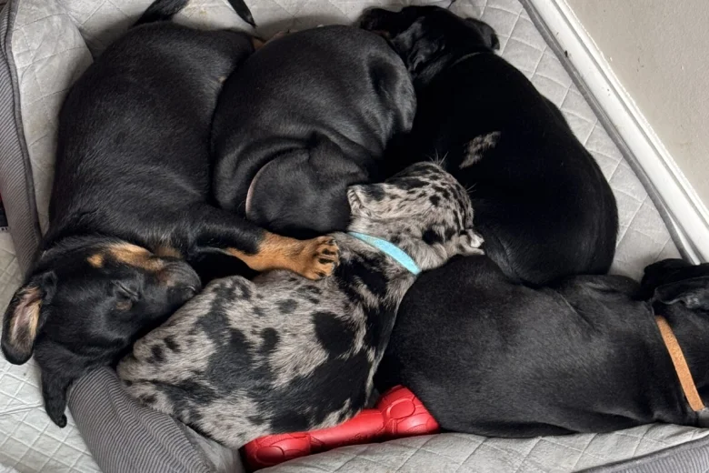Doberman