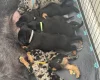Doberman