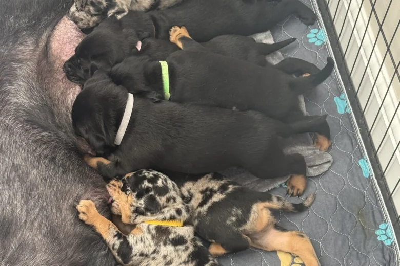 Doberman