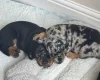 Doberman