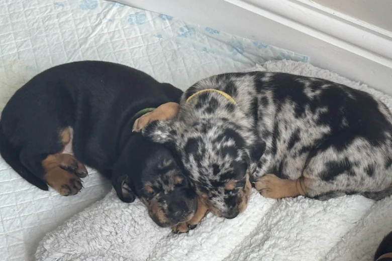 Doberman