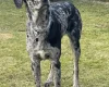 Doberman