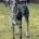 Doberman