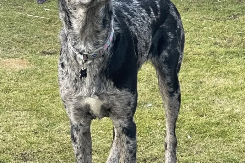 Doberman