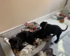 Doberman