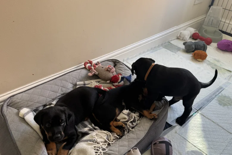 Doberman