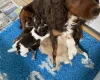 Cockapoo