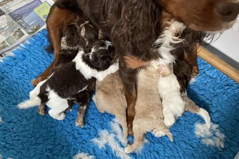 Cockapoo