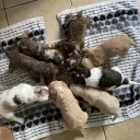 Cockapoo