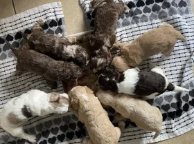 Cockapoo