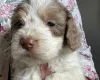 Cockapoo