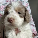 Cockapoo