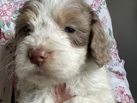 Cockapoo
