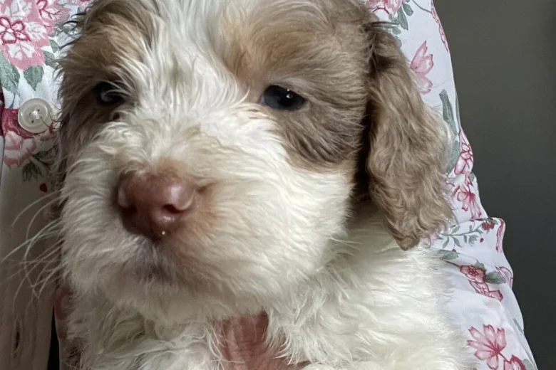 Cockapoo
