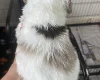 Cockapoo