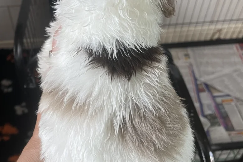 Cockapoo