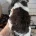 Cockapoo
