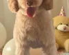 Mixed Breed